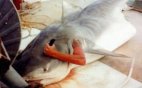 ავსტრალიელმა მეთევზემ ზვიგენი დაიჭირა,რომელსაც კაცი ყავდა გადაყლაპული