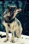 მგელი ზამთარში