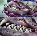 თქვენი აზრით , რისი კბილებია გამოსახული სურათზე ?