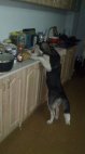 ძაღლი სამზარეულოში