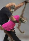 მაიმუნები ცეკვავენ ტანგოს