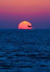 დელფინი და მზის ჩასვლა...  უნიკალური სანახაობა