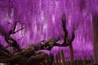 144 წლის გლიცინიას ულამაზესი ხე იაპონიაში.