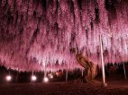 ეს საოცრება ნახატი არ გეგონოთ, 144 წლის გლიცინიას ხეა იაპონიაში.