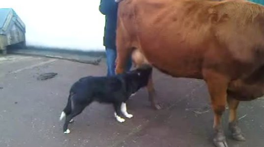ძაღლი ძროხას ძუძუს სწოვს