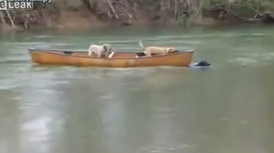 ძაღლმა მდინარეში შეცურა და მეგობრები სამშვიდობოს გაიყვანა