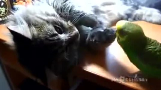 თუთიყუში არ აძინებს კატას,