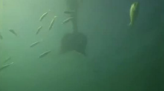 ატლანტის ოკეანეში  შემთხვევით ქალთევზა  აღმოაჩინეს