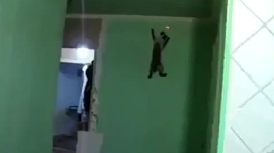 კატა ლაზერს კედელზე აყვა