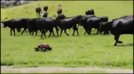 ძროხები სათამაშო მანქანას დასდევენ