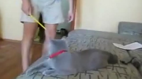 ყველაზე სწრაფი კატა მსოფლიოში