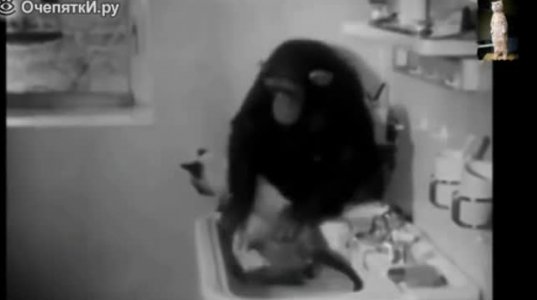 შიმპანზემ, კატა აბანავა