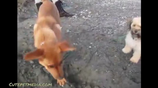 სასაცილო ვიდეო ძაღლებზე