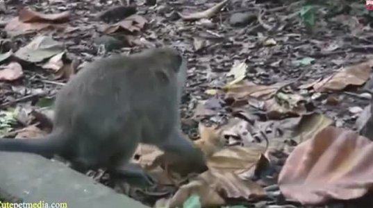 სასაცილო ვიდეო მაიმუნებზე