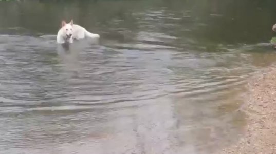 ძაღლები მდინარეში თამაშობენ
