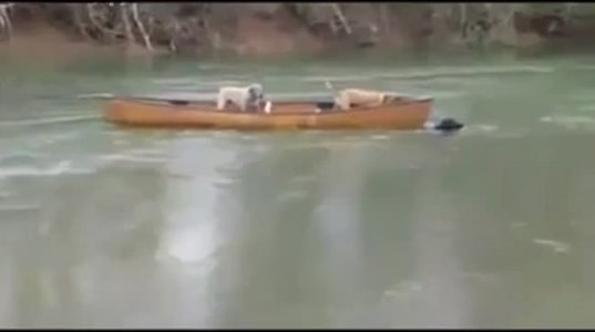 ნავში ჩარჩენილი 2 ძაღლი, რომლებსაც წყლისა ეშინოდათ მეგობარმა გადაარჩინ