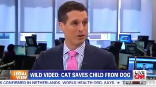 კატამ ბავშვი ძაღლისგან დაიცვა