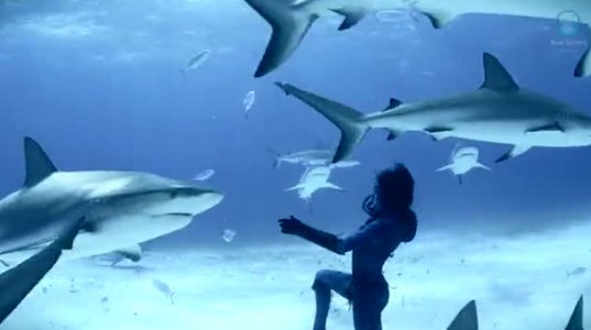 ცეკვა ვეფხვისებრ ზვიგენებთან