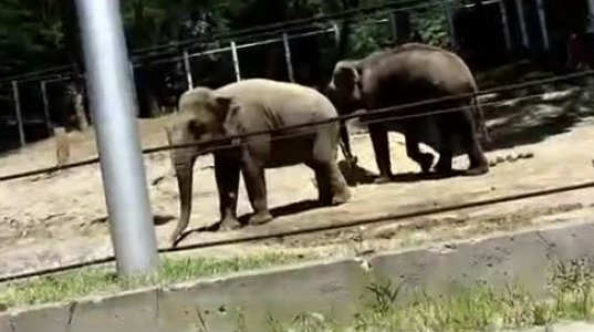 სპილოების მალკასა და გრანდის პირველი შეხვედრა თბილისის ზოოპარკში