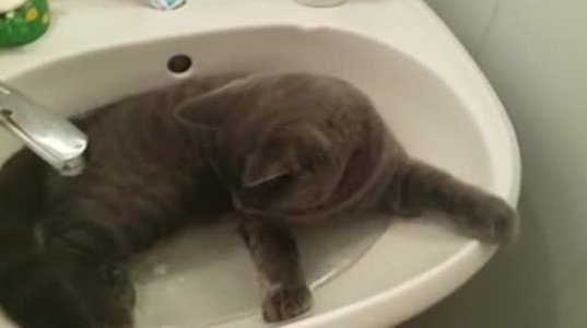 კატა აბაზანას  ღებულობს