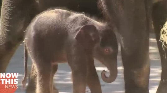 აზიური სპილოები ტეხასის ზოოპარკში