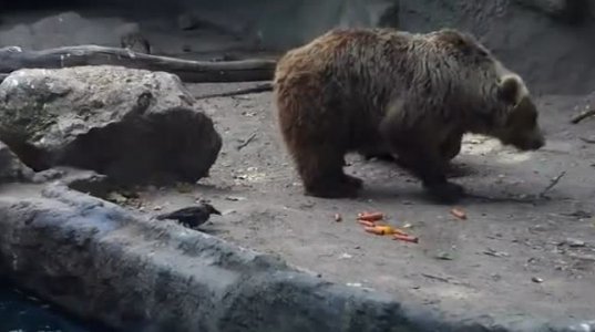დათვმა მომაკვდავი ყვავი გადაარჩინა