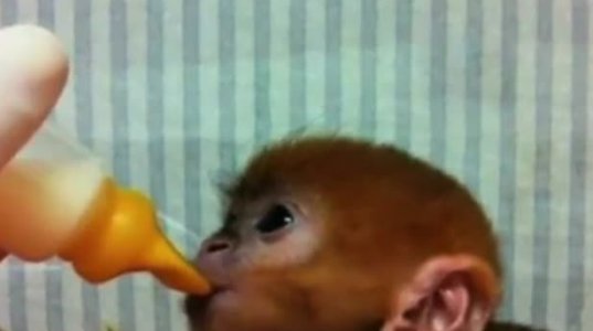 საწოვარათი აჭმევენ მაიმუნს სიდნეის ზოოპარკში