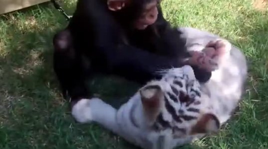 შიმპანზე ეთამაშება პატარა ვეფხვებს და მგლებს