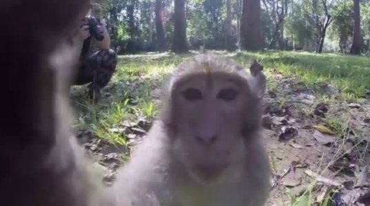 ტურისტები კამბოჯაში მაიმუნებს ახლოდან ეცნობიან