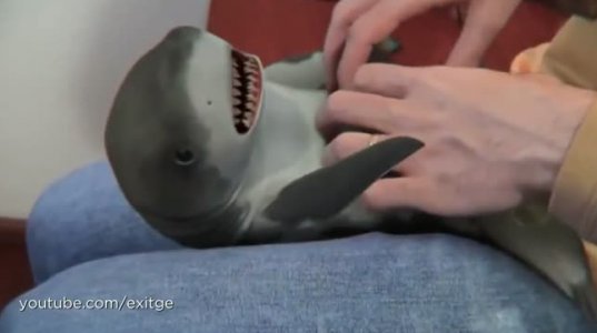 ზვიგენს ისე ეთამაშება როგორც პატარა ბავშვს
