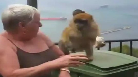 მაიმუნმა ქალს ხელიდან ნაყინი გამოსტაცა